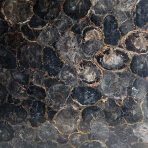Black Petrified Wood