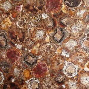 Petrified Wood Round Opaque